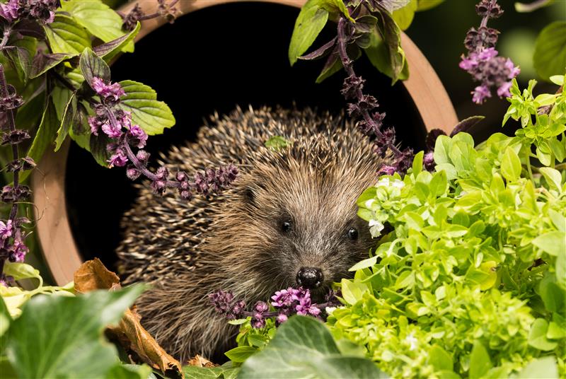 Wildlife-Friendly Garden with Sustainable Teak