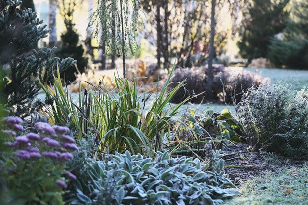 Winter garden preparation with cleared beds mulching and space for outdoor garden furniture